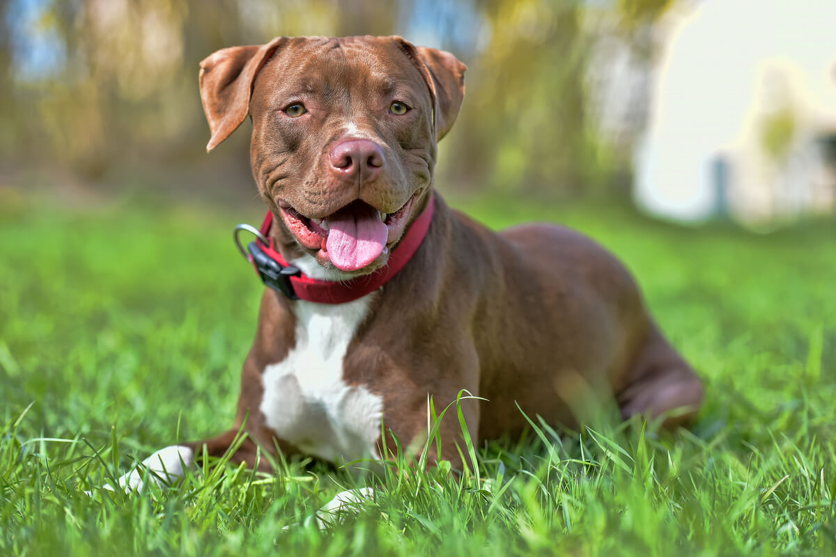 A Staffordshire bull terrier lying in the grass.