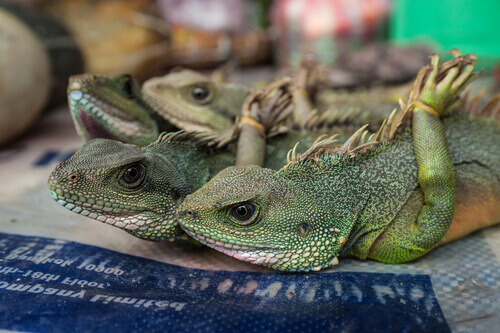 Tráfico ilegal de reptiles