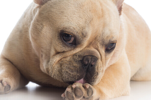 Trastorno obsesivo compulsivo en un perro que está lamiéndose las patas