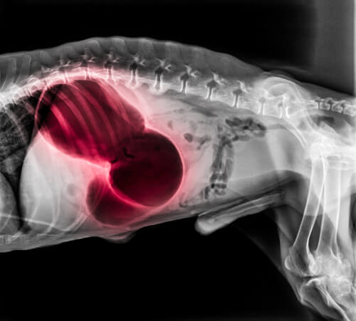 Tromboembolismo pulmonar en perros