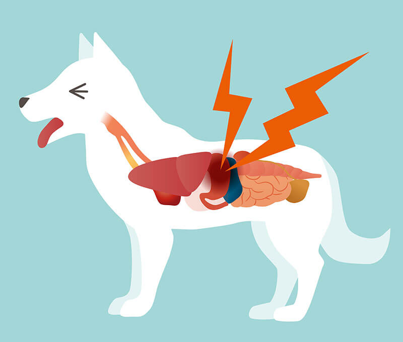 Úlcera gástrica en perros: ¿qué hacer?