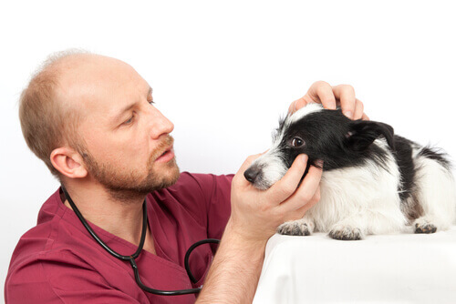 Veterinario examinando ojos del perro