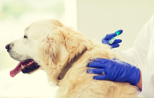 Veterinario vacuna a un perro