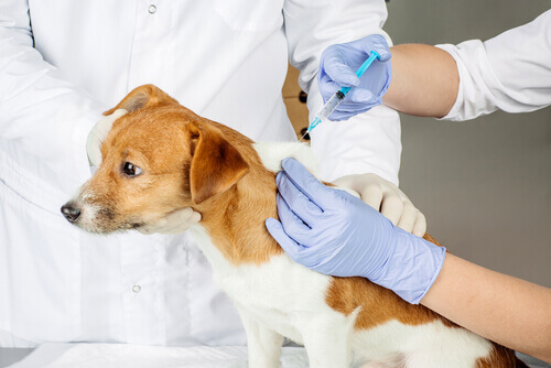 Veterinario vacunando a un perro para terapia inmunológica