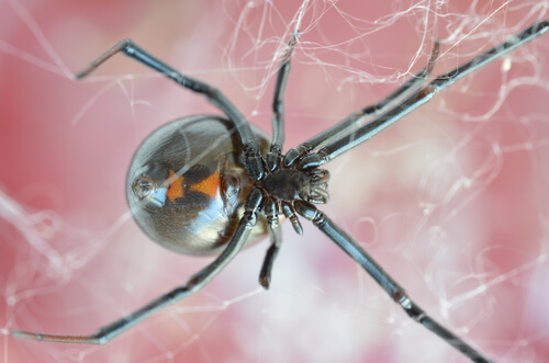 Vedova nera in una ragnatela.