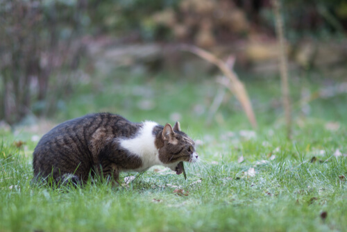 çimlerde kusan bir kedi