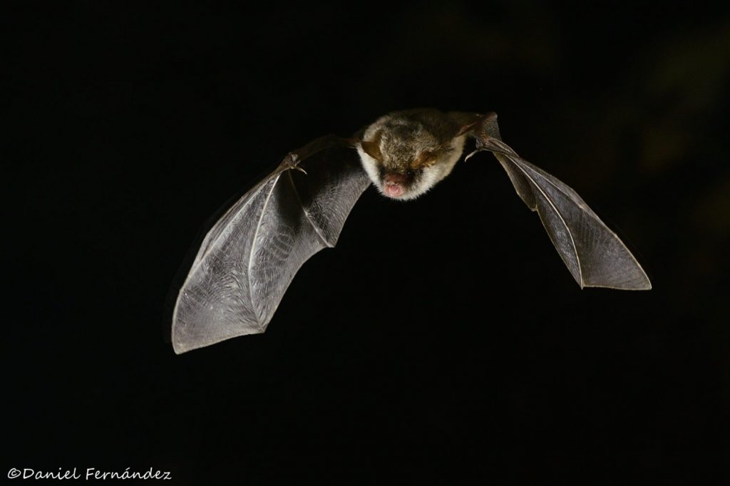 the-conservation-of-spanish-bats