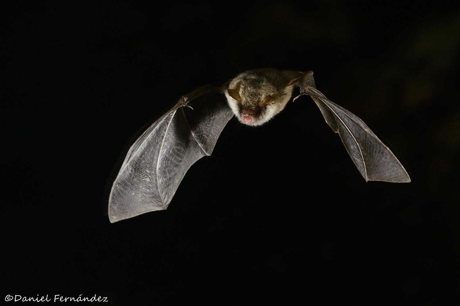 How To Say Bats In Spanish