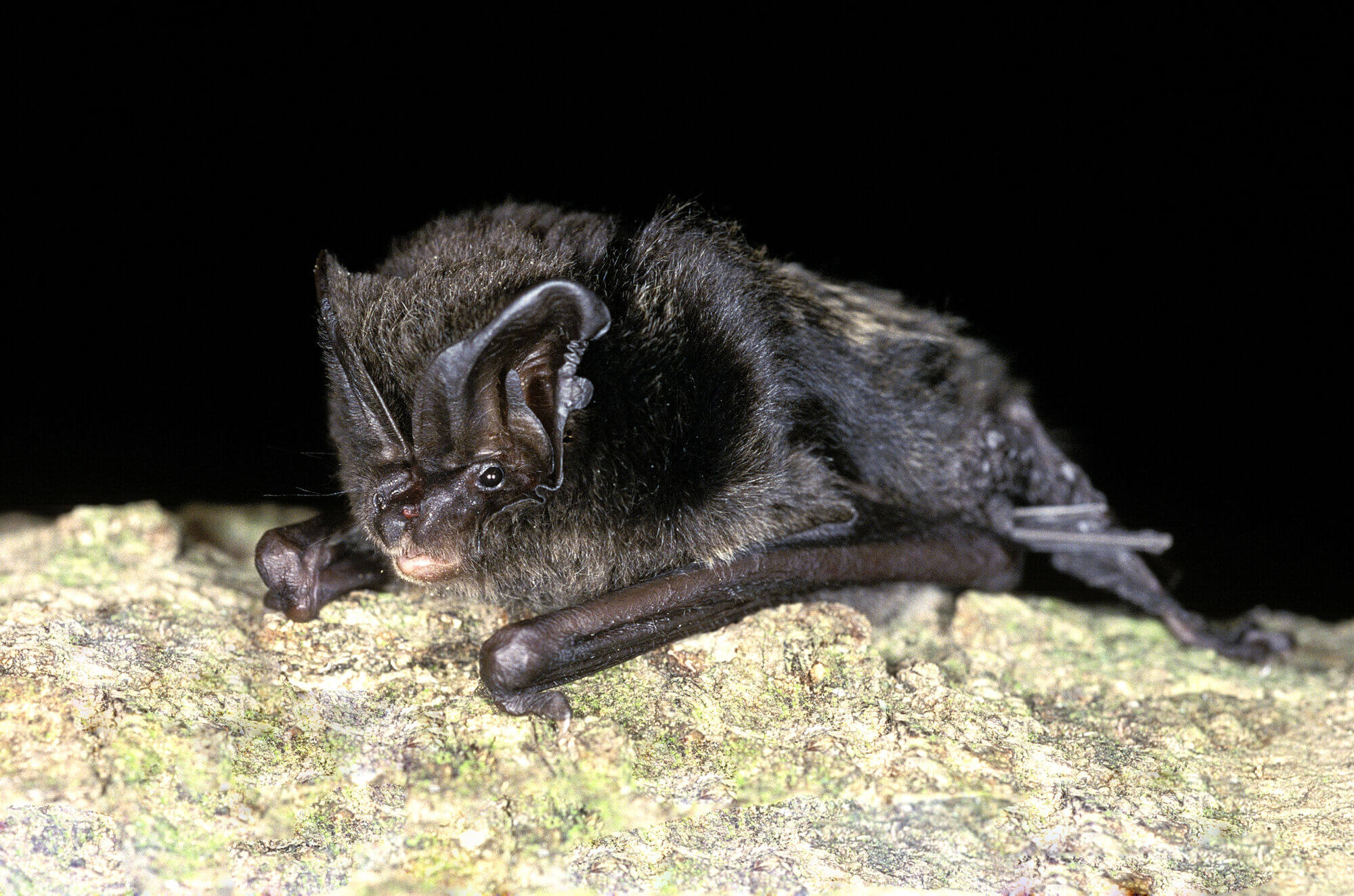 murciélagos de la península ibérica