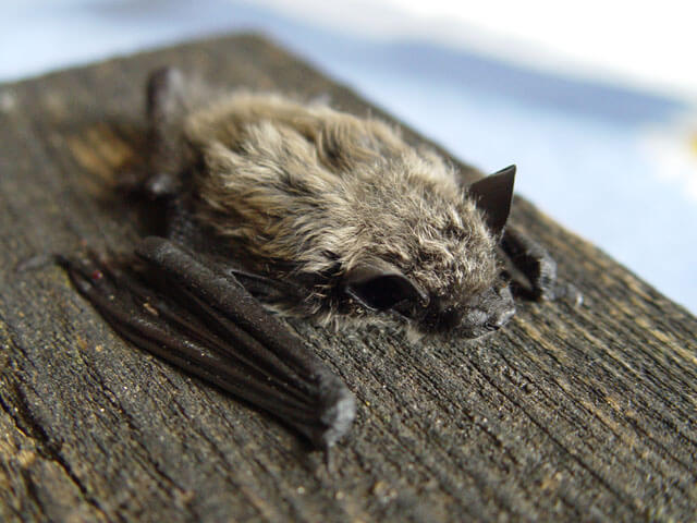 Pipistrellus kuhlii: murciélagos de la península ibérica