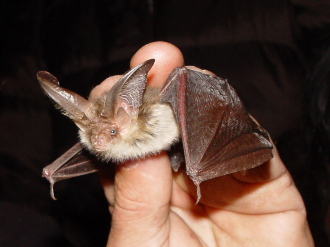 Plecotus: murciélagos de la península ibérica
