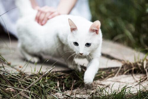 Acariciando gato blanco