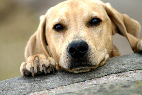 Adoptar un perro adulto
