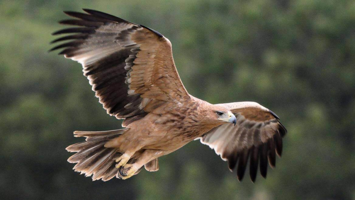 Águila imperial ibérica volando