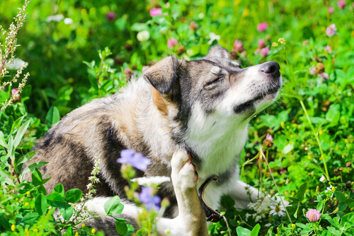 Alergias en los perros: ¿cómo de frecuentes son?