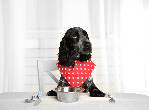 7 consejos para personas que alimentan a sus perros con comida húmeda
