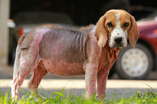 Causas de la alopecia en perros