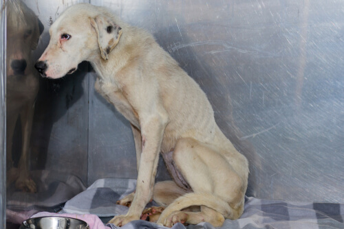 Anorexia canina