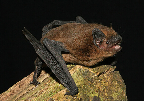 murciélagos de la península ibérica