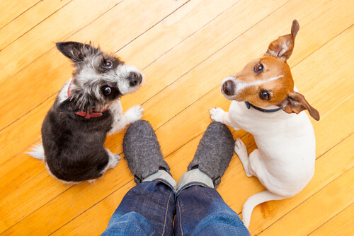 Atención de los perros hacia el ser humano