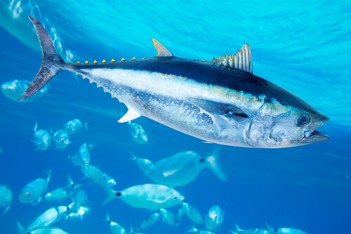 El atún rojo: alimentación y características