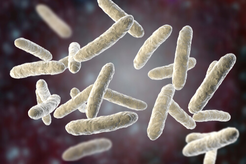 Bacterias de la flora intestinal