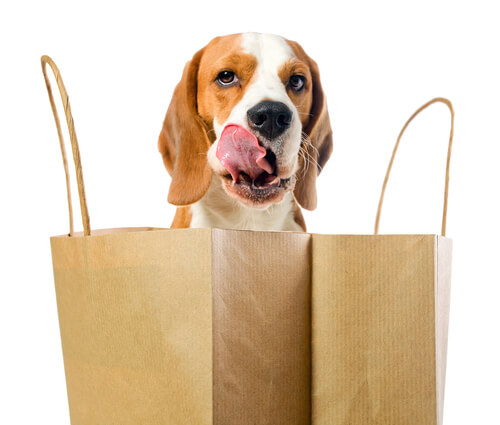Beagle con bolsas de la compra
