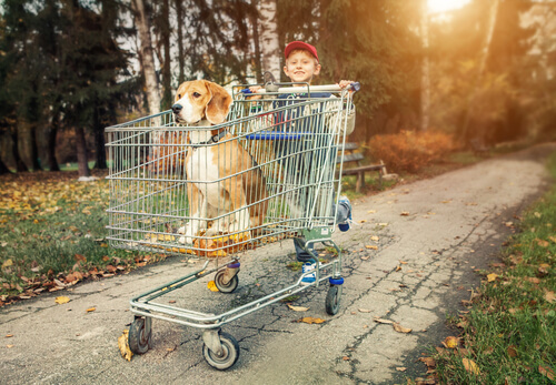 Beagle en un carrito de la compra empujado por un niño