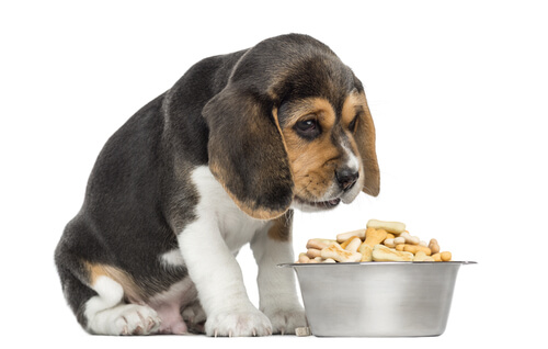 Beagle comiendo