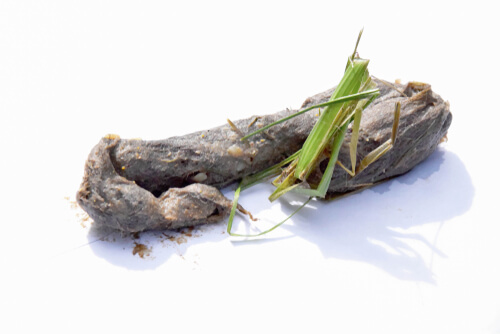 Bola de pelo de gato vomitada tras comer césped