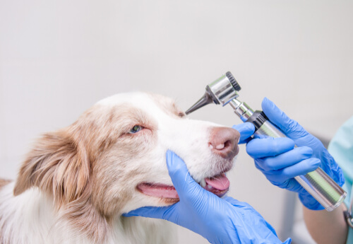 Los border collies pueden tener varios problemas en la vista.