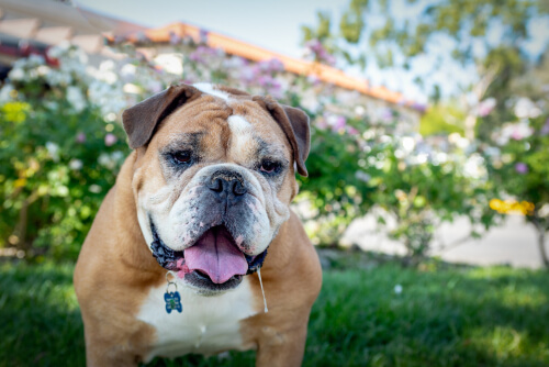 Los bulldog babean