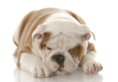 Bulldog dormido