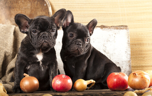 Bulldogs con manzana y cebolla