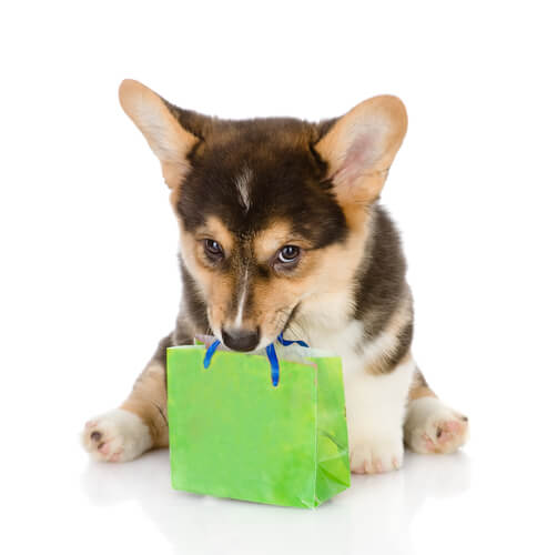 Cachorro con una bolsa de regalo