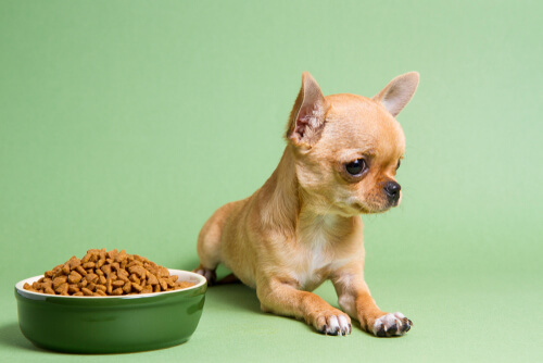 ¿Cómo comprender las necesidades nutricionales de los cachorros?