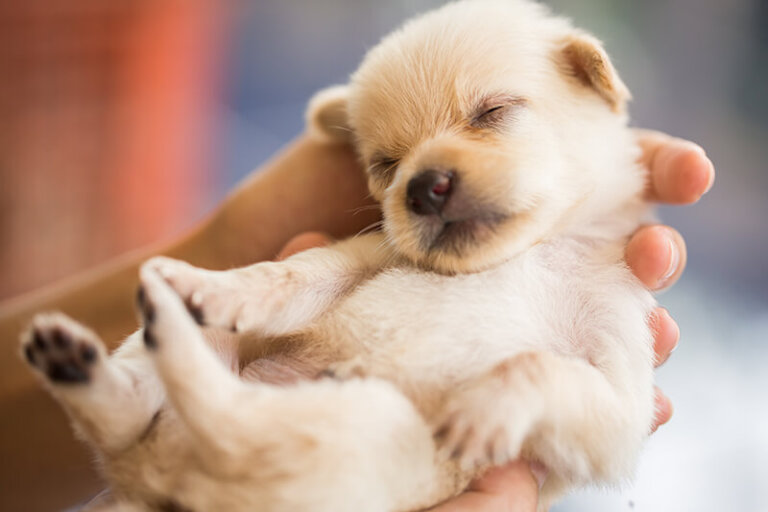 ¿Sabías que los cachorros nacen sordos?