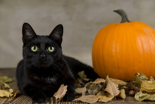 Descubre todos los beneficios de la calabaza para los gatos