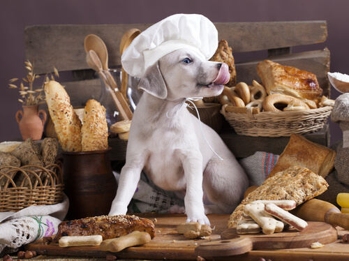 ¿Los carbohidratos son malos para los perros?