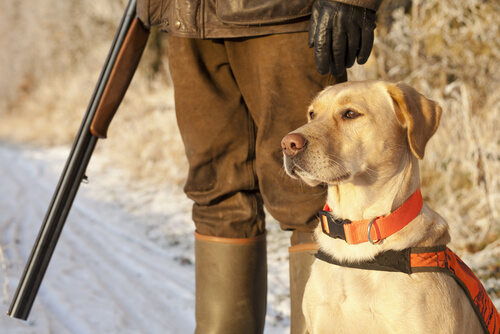 ¿Es delito la caza sin el seguro obligatorio?
