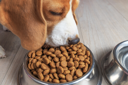 3 cosas que no sabías sobre la comida para perros
