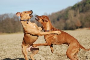 Cambios de comportamiento de tu perro