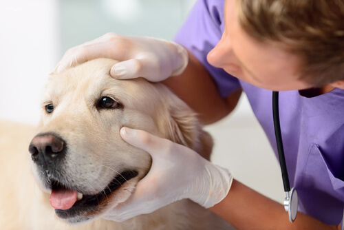 Comprobando ojos del perro