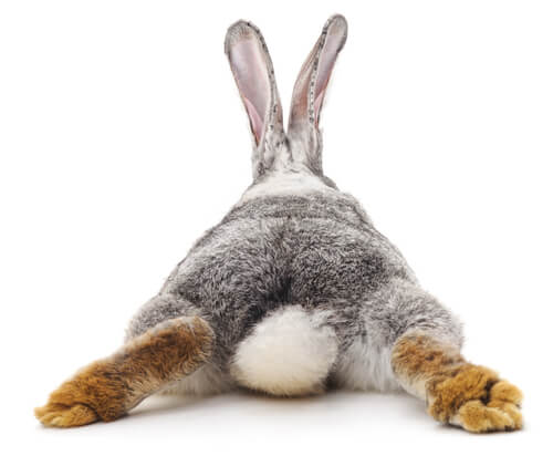 ¿Tu conejo tiene diarrea? Qué hacer