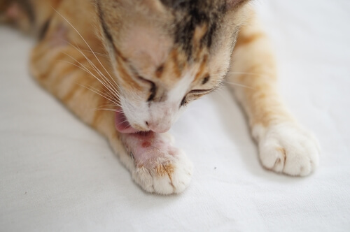 Las costras en gatos: síntomas y tratamientos