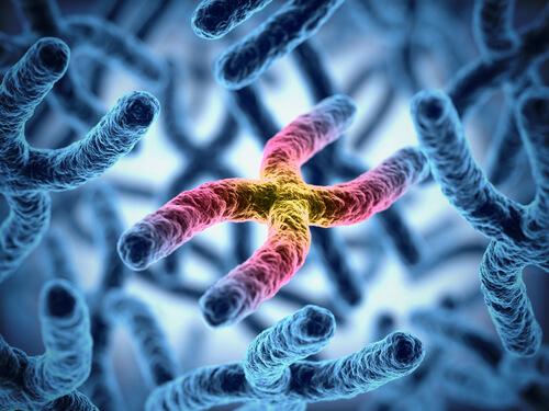 Los cromosomas influyen en la longevidad del perro