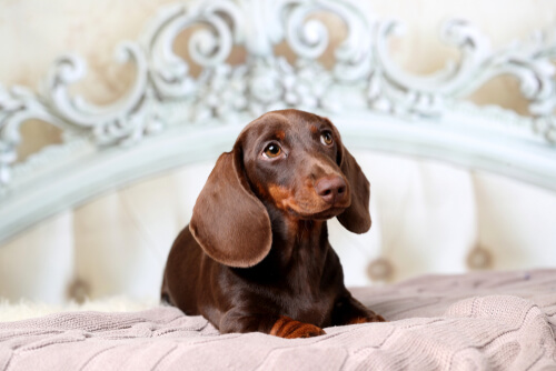 Dachshund en la cama