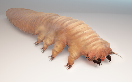 Demodex folliculorum