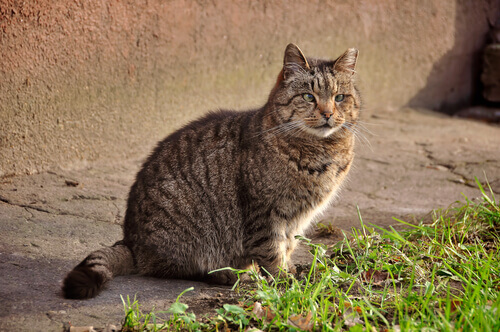 La diarrea acuta nei gatti provoca disagio