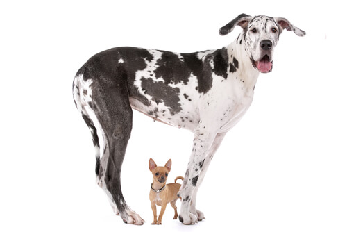 ¿Por qué los perros grandes no viven tanto como los más pequeños?